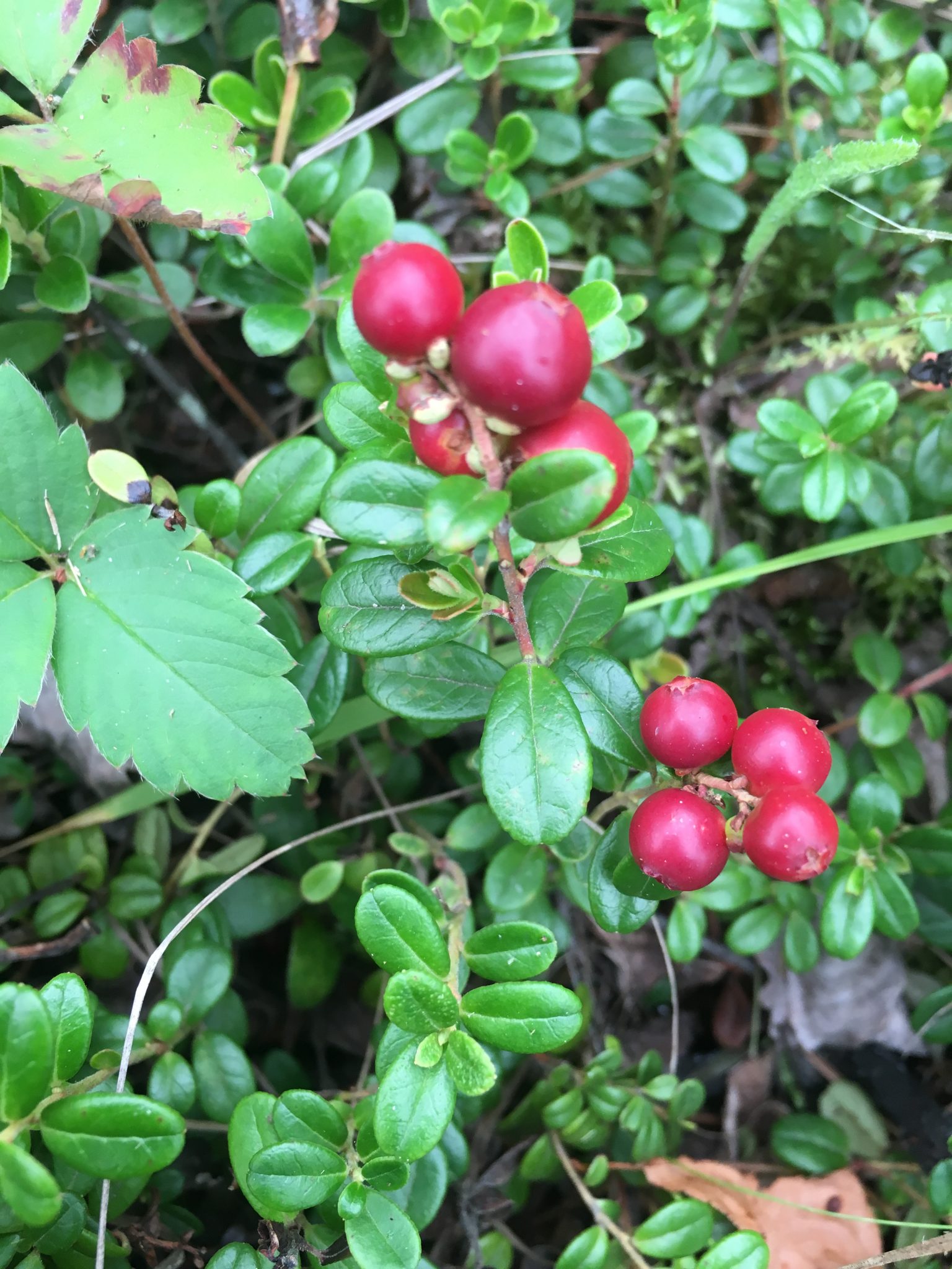 Bog Cranberry AWES Agroforestry And Woodlot Extension Society Of