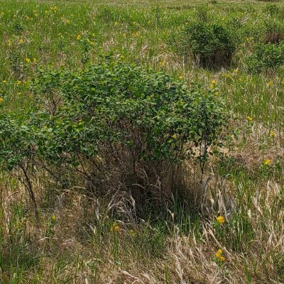 Snowberry Awes Agroforestry And Woodlot Extension Society Of Alberta