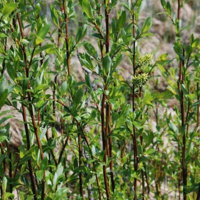 Flat leaved willow – AWES | Agroforestry and Woodlot Extension Society ...